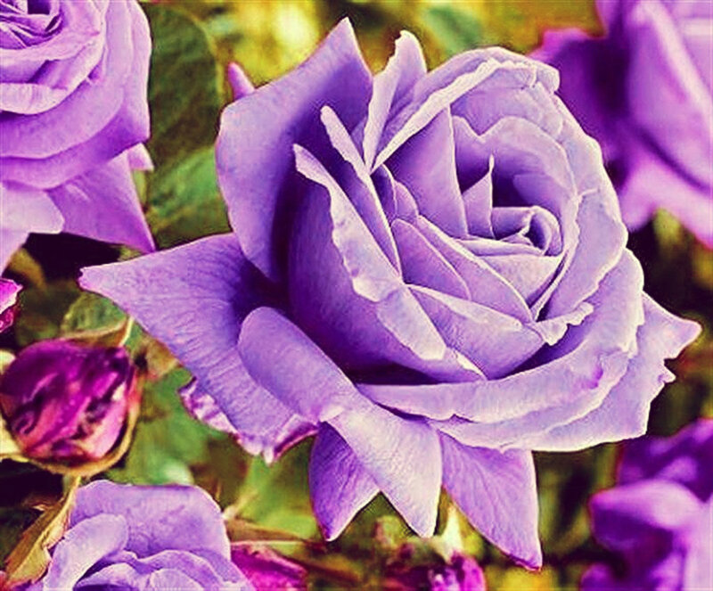 Purple Rose Bloom — Calm, Photograph, Buds