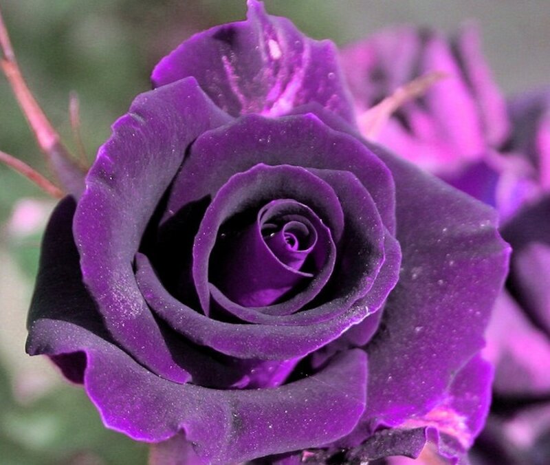 Purple Rose Bloom — Calm, Photograph, Petals, Bud