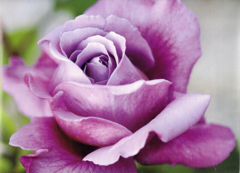 Purple Rose Bloom — Calm, Photograph, Petals, Green Leaves