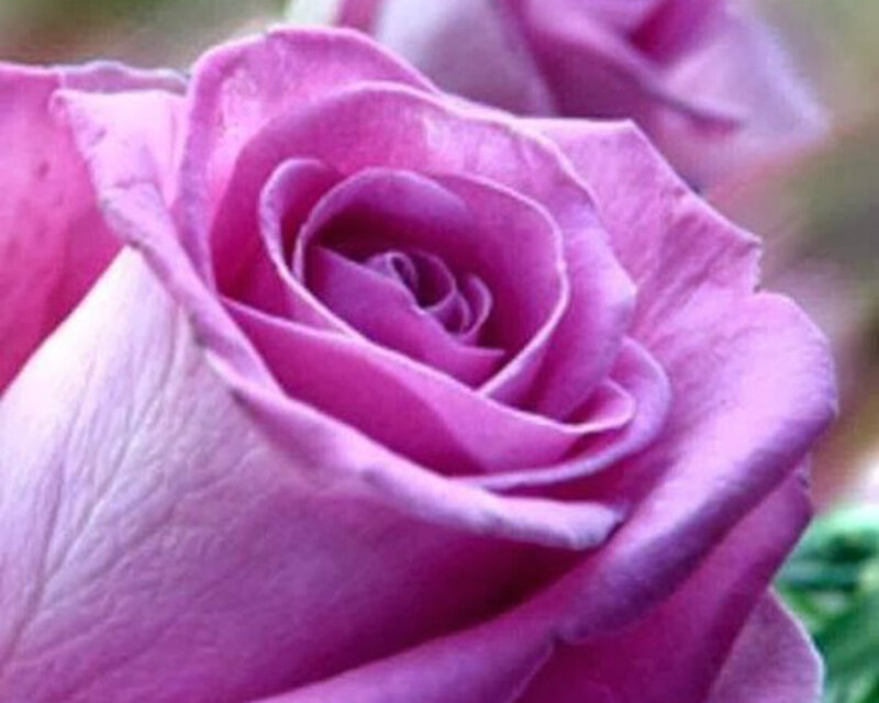 Purple Rose Bloom — Calm, Photograph, Petals, Greenery