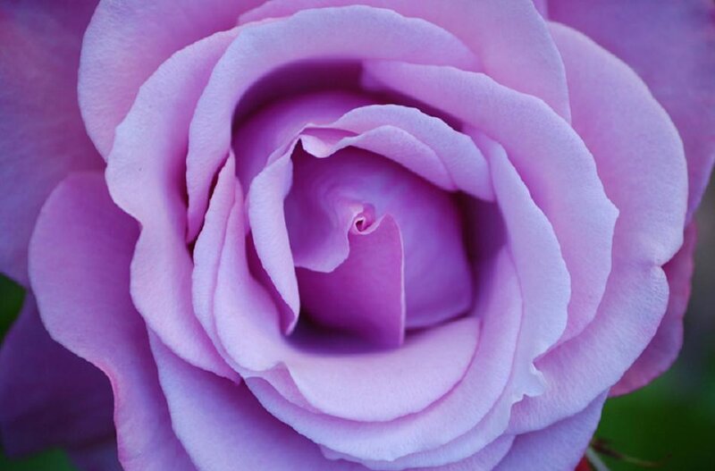 Purple Rose Bloom — Calm, Photograph, Petals
