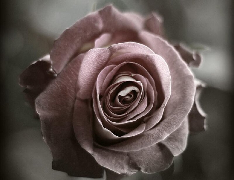 Purple Rose Bloom — Calm, Photograph