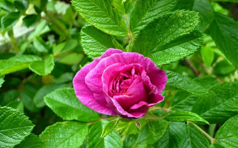 Purple Rose Bloom — Calm