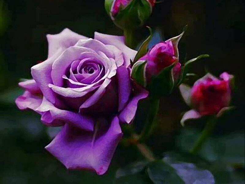 Purple Rose Bloom — Dramatic, Digital Art
