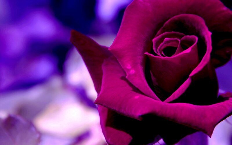 Purple Rose Bloom — Dramatic, Photograph, Petals, Background