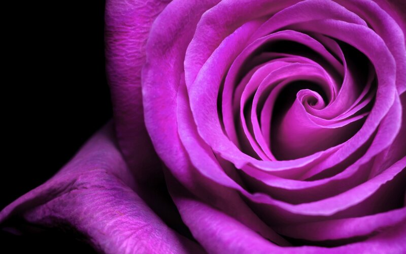 Purple Rose Bloom — Dramatic, Photograph, Petals, Black Background