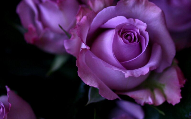 Purple Rose Bloom — Dramatic, Photograph, Petals, Dark Background