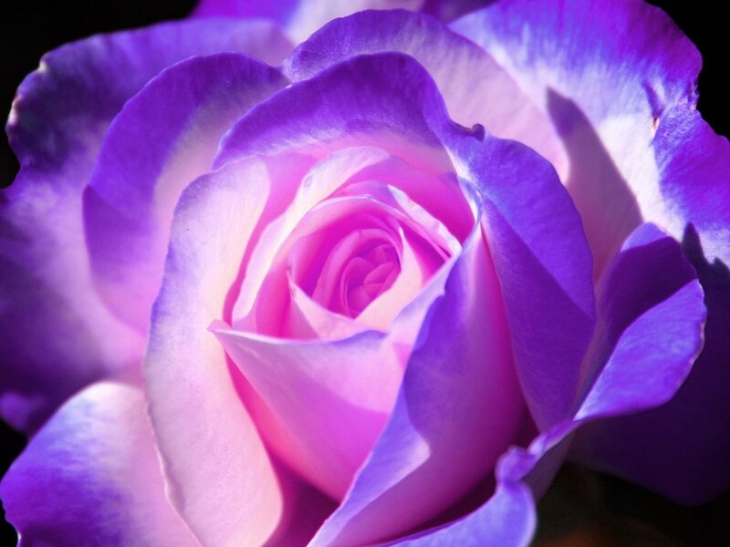 Purple Rose Bloom — Dramatic, Photograph, Petals