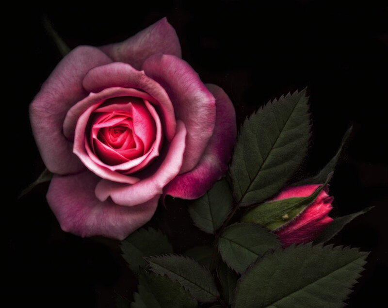 Purple Rose Bloom — Dramatic, Photograph