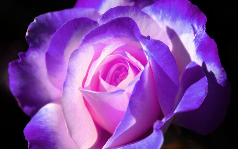 Purple Rose Bloom — Dramatic