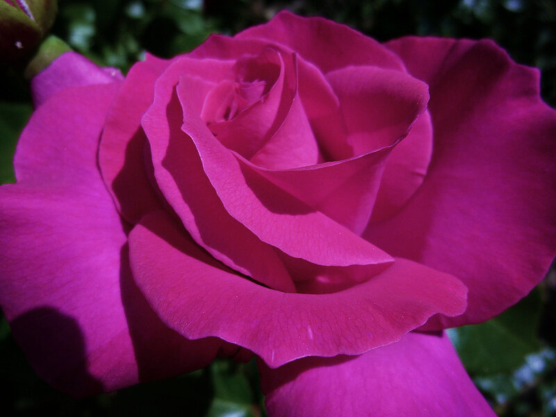 Purple Rose Bloom — Magenta