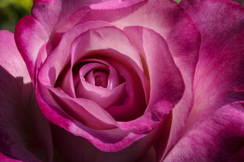 Purple Rose Bloom — Pink, Serene