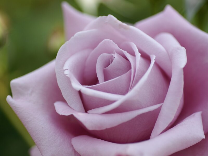 Purple Rose Bloom — Pink