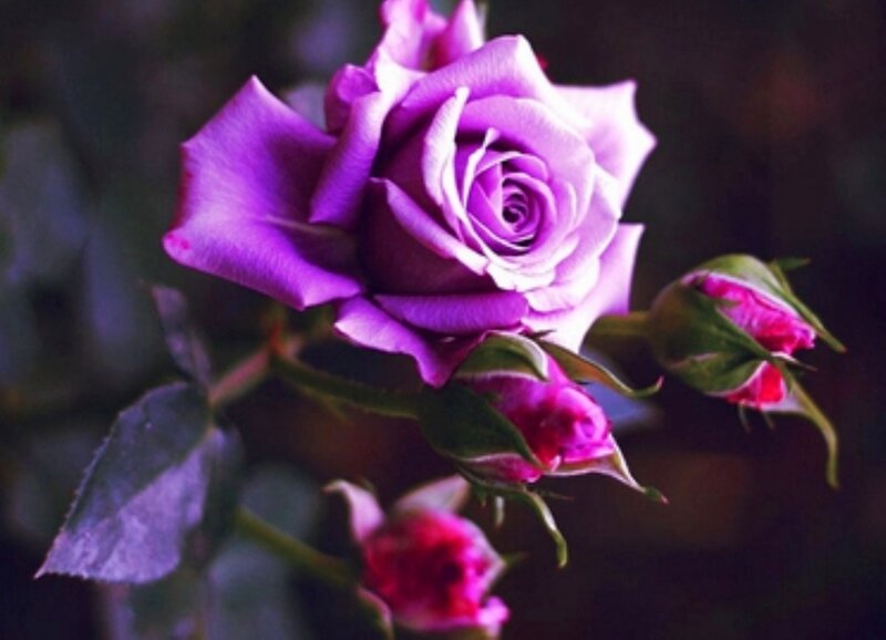 Purple Rose Bloom — Serene, Photograph, Buds, Leaves, Stem