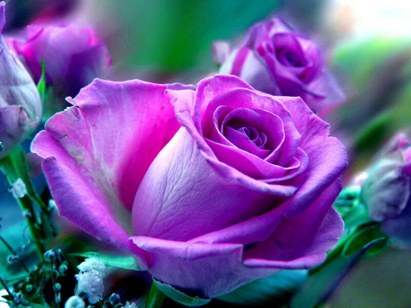 Purple Rose Bloom — Serene, Photograph, Buds, Leaves