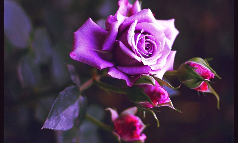 Purple Rose Bloom — Serene, Photograph, Buds