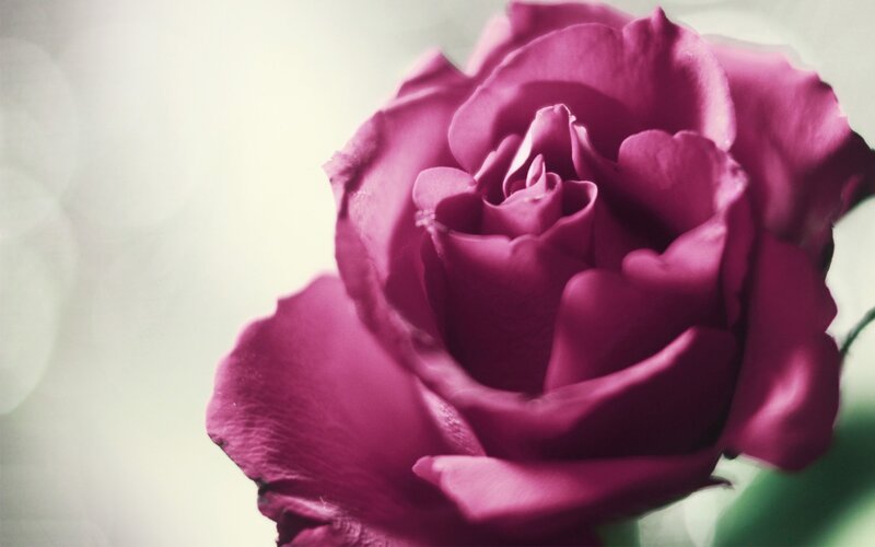 Purple Rose Bloom — Serene, Photograph, Petals, Green Stem