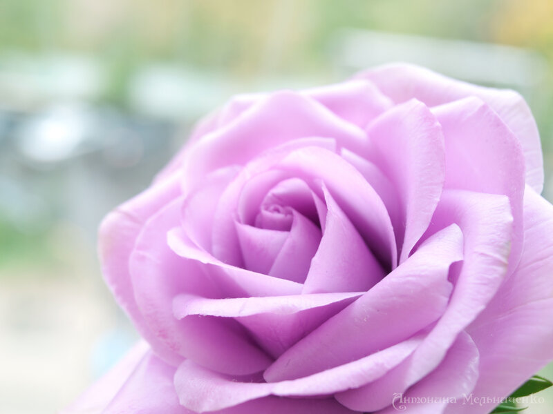 Purple Rose Bloom — Serene, Photograph, Petals, Greenery