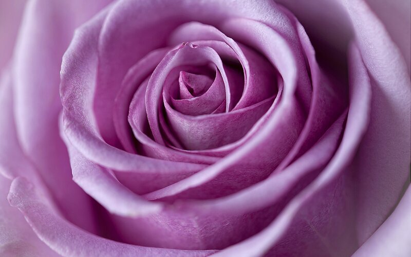 Purple Rose Bloom — Serene