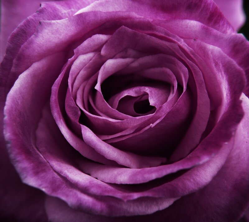 Purple Rose Bloom