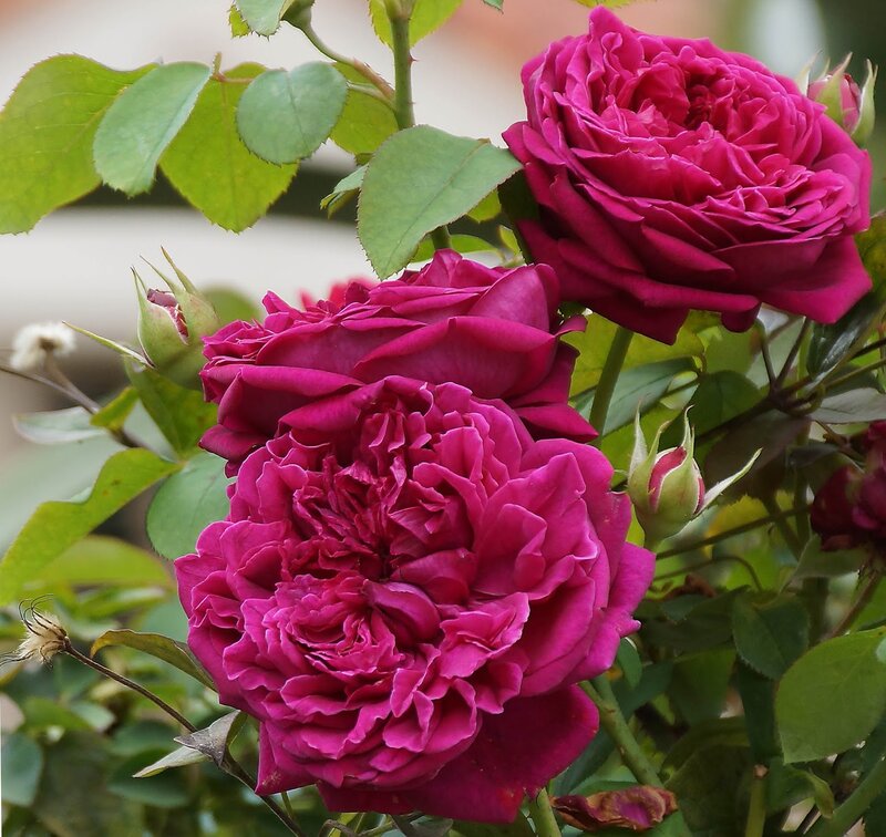 Purple Rose Blooms — Magenta