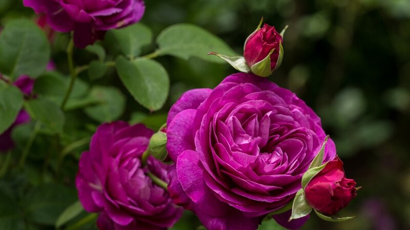 Purple Rose Blooms