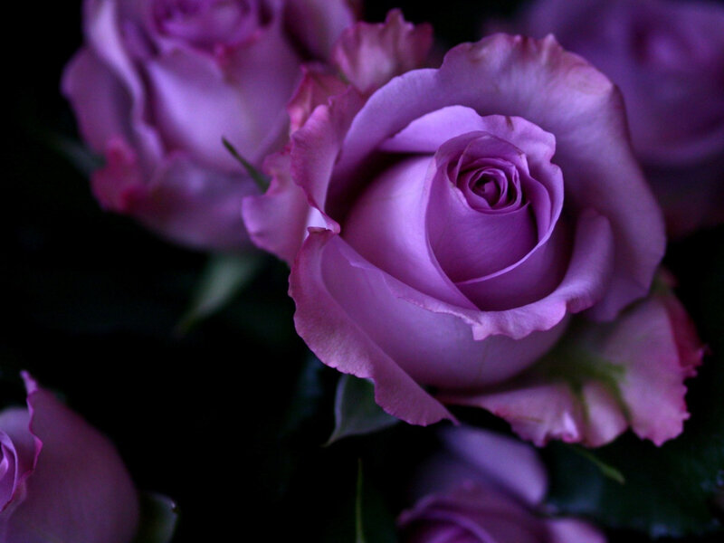 Purple Rose Bouquet — Dramatic