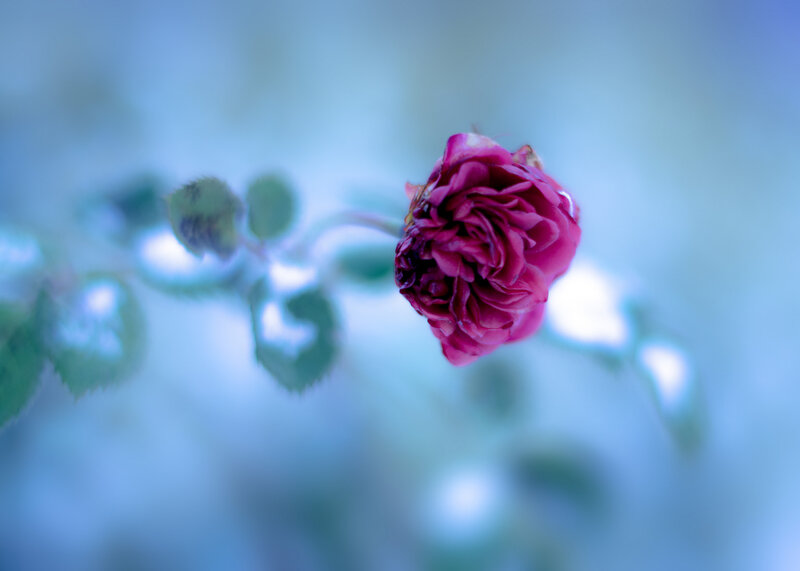 Purple Rose Bud — Blue, Serene