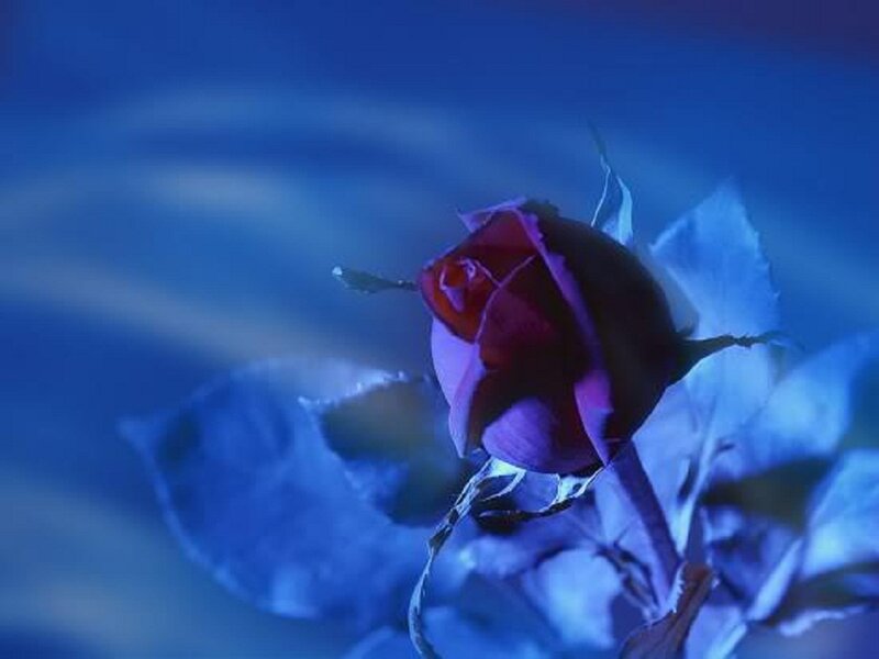 Purple Rose Bud — Blue