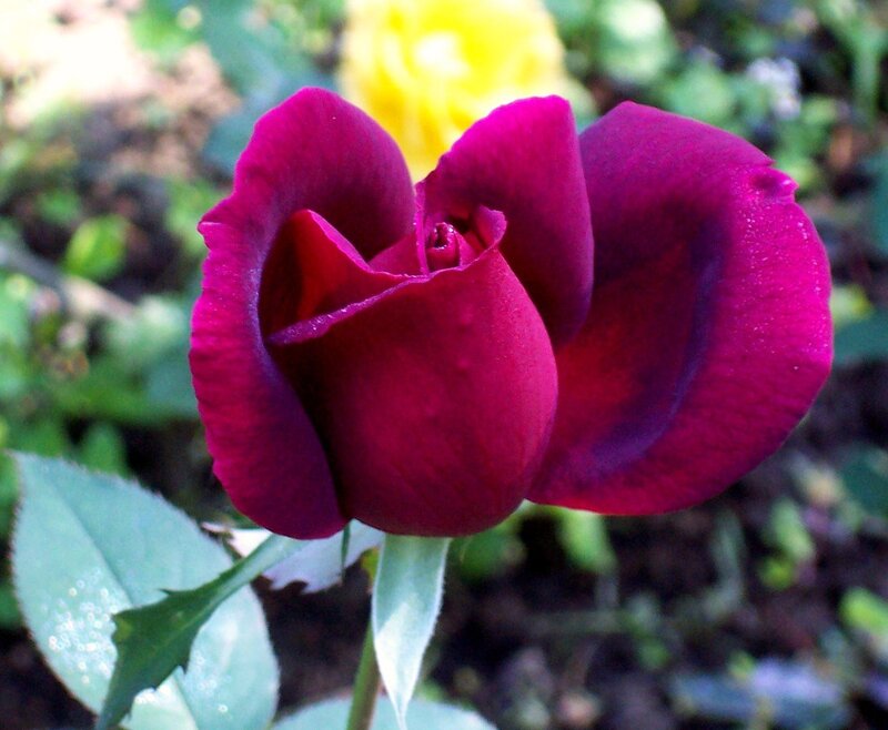 Purple Rose Bud — Calm, Afternoon, Photograph
