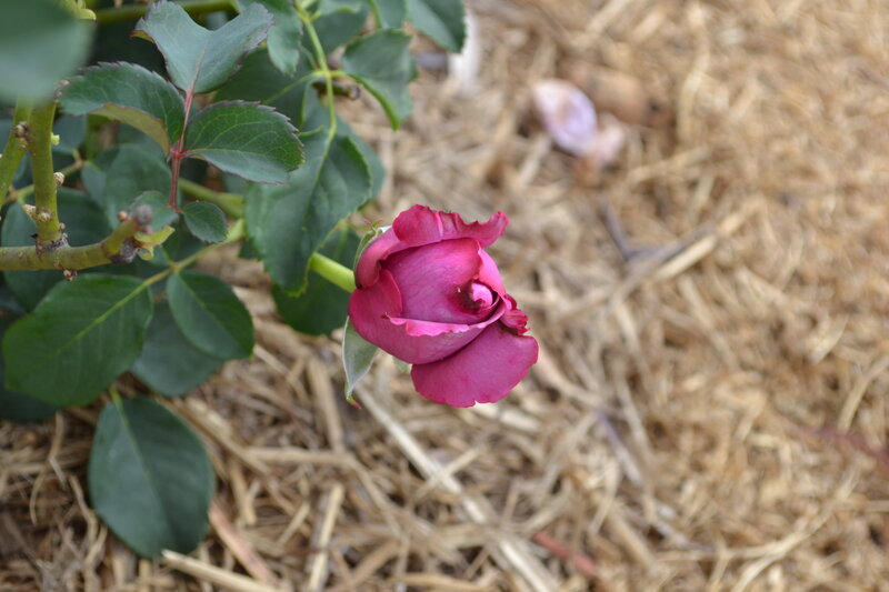 Purple Rose Bud — Calm, Afternoon