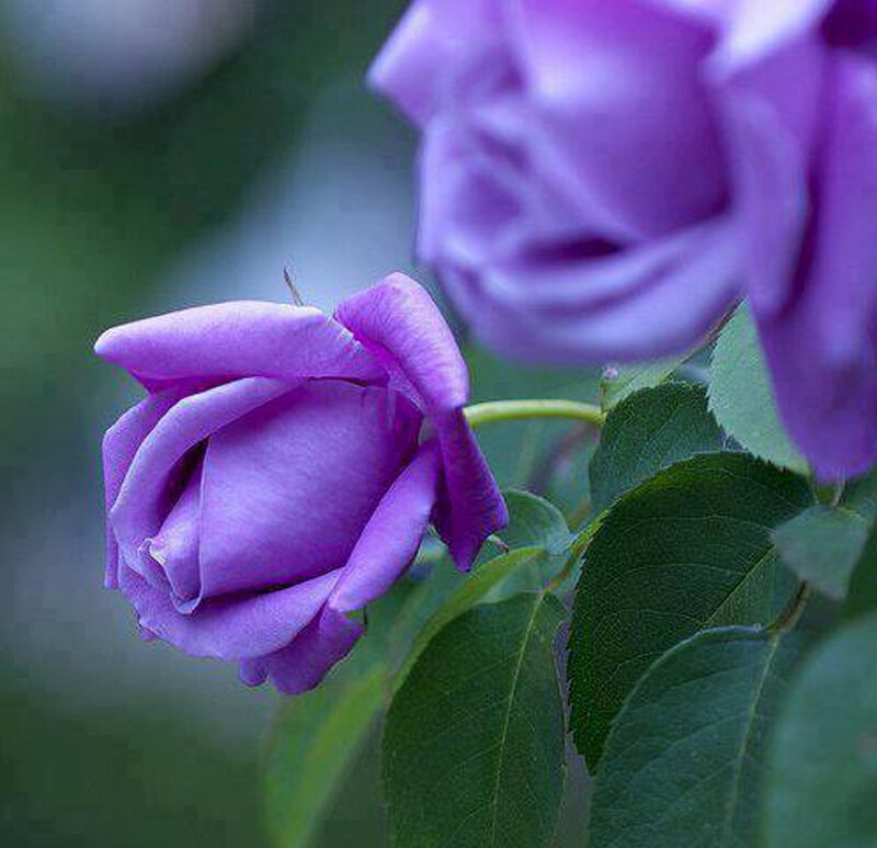 Purple Rose Bud — Calm, Photograph, Leaf
