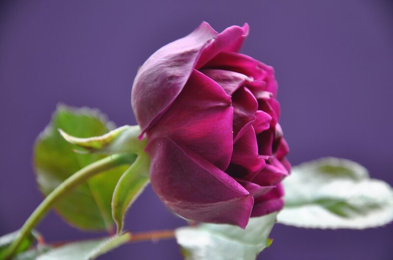 Purple Rose Bud — Calm, Photograph, Stem, Leaves