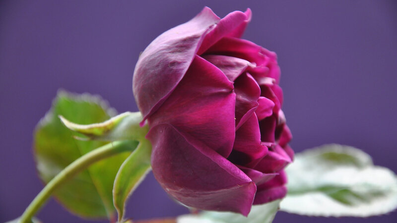 Purple Rose Bud — Calm, Photograph, Stem