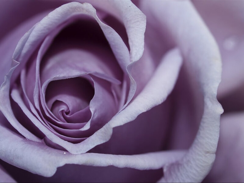 Purple Rose Bud — Calm, Photograph