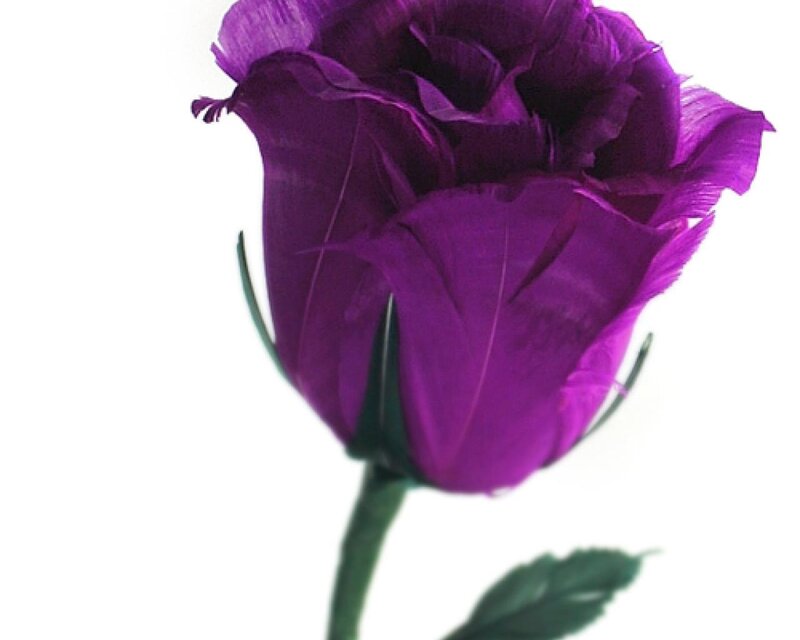 Purple Rose Bud — Calm