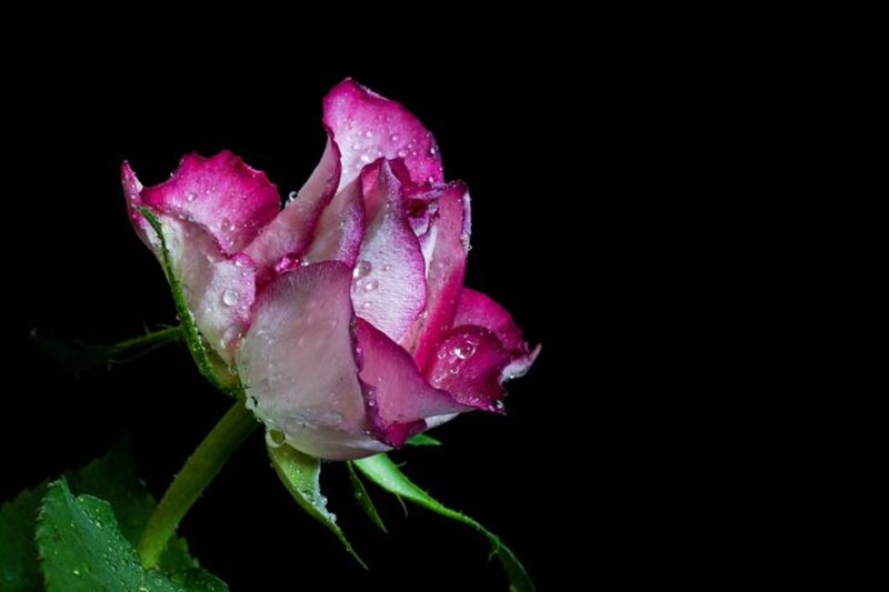 Purple Rose Bud — Dramatic, Photograph, Petals