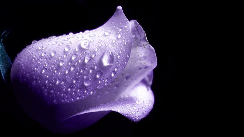 Purple Rose Bud — Dramatic, Photograph, Water Droplets