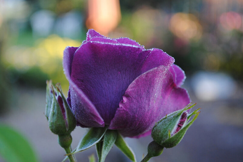 Purple Rose Bud — Serene, Morning