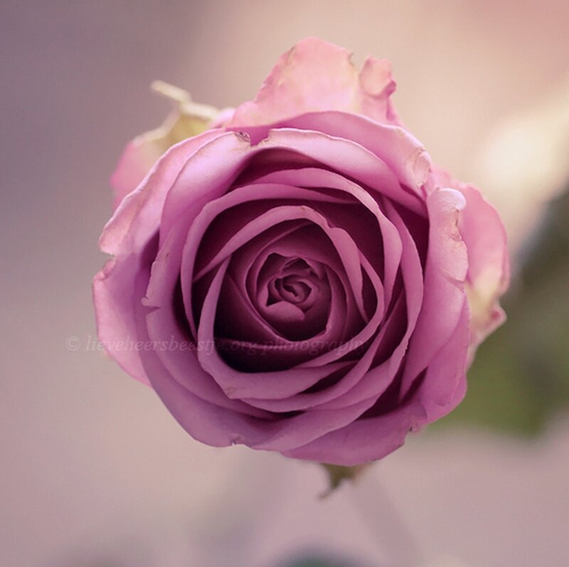 Purple Rose Bud — Serene, Photograph, Petals