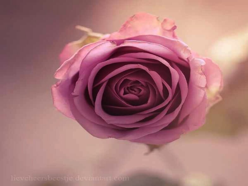 Purple Rose Bud — Serene, Photograph