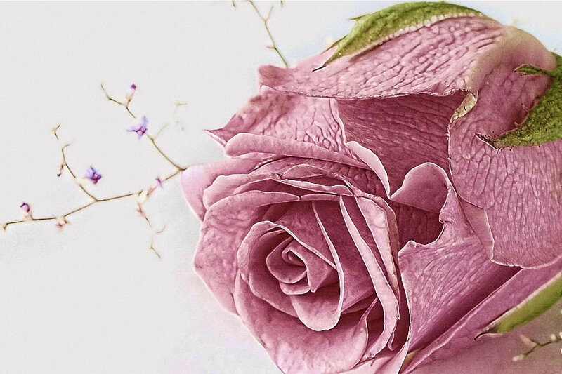 Purple Rose Bud — Serene
