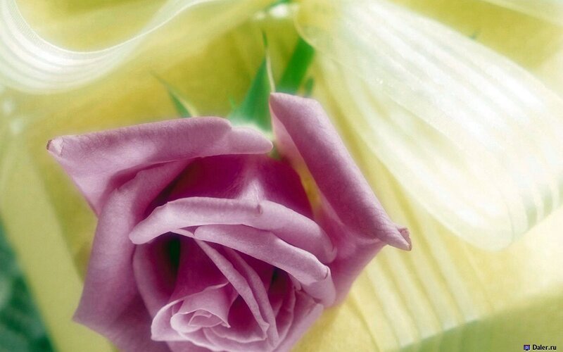 Purple Rose Bud