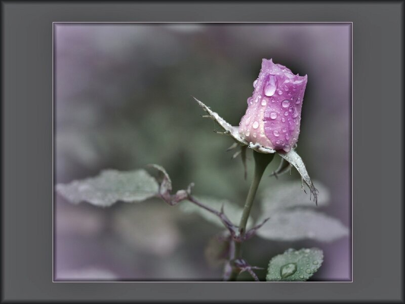 Purple rose bud with water droplets