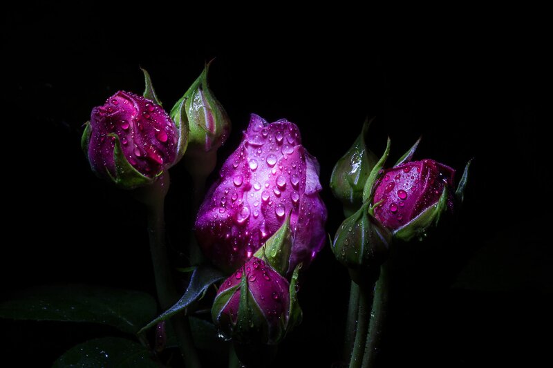 Purple Rose Buds