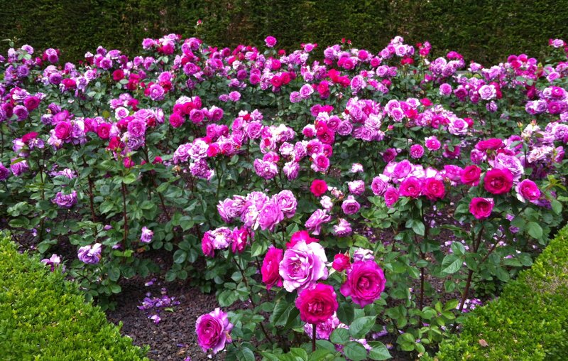 Purple Rose Bushes