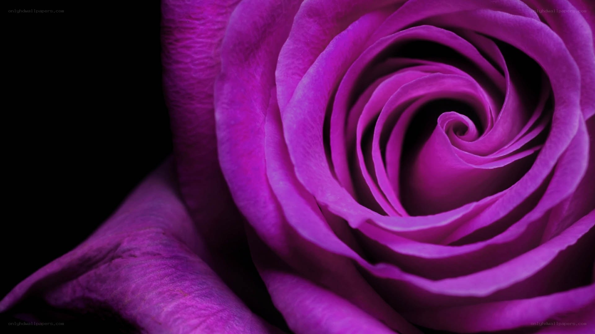 purple rose close-up