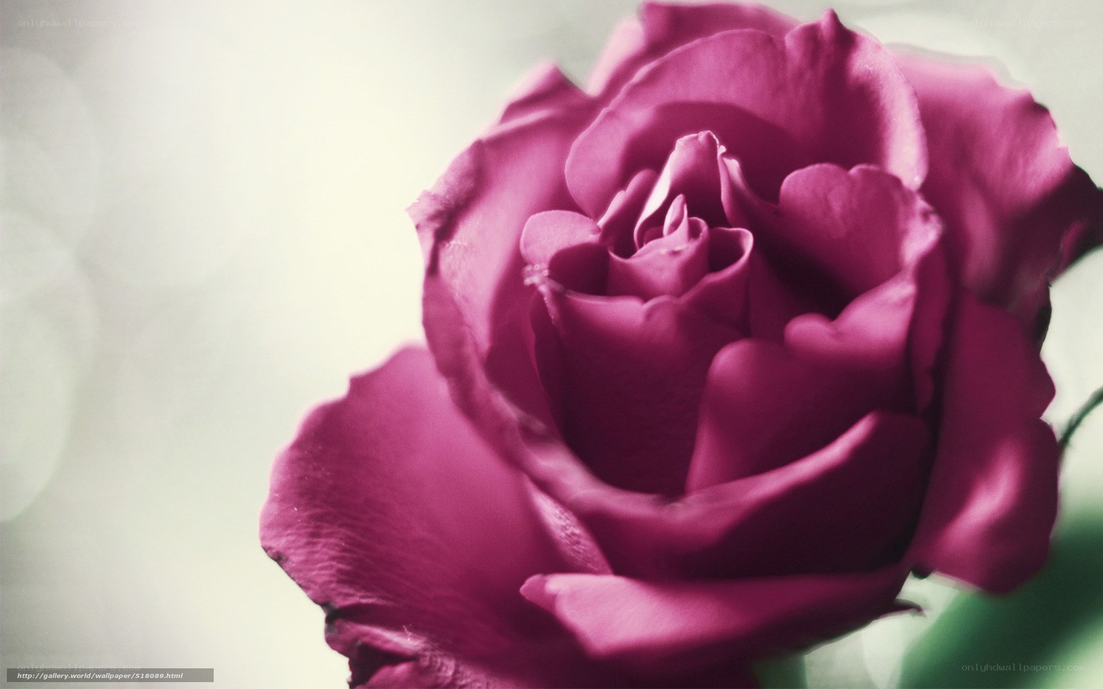 purple rose close-up