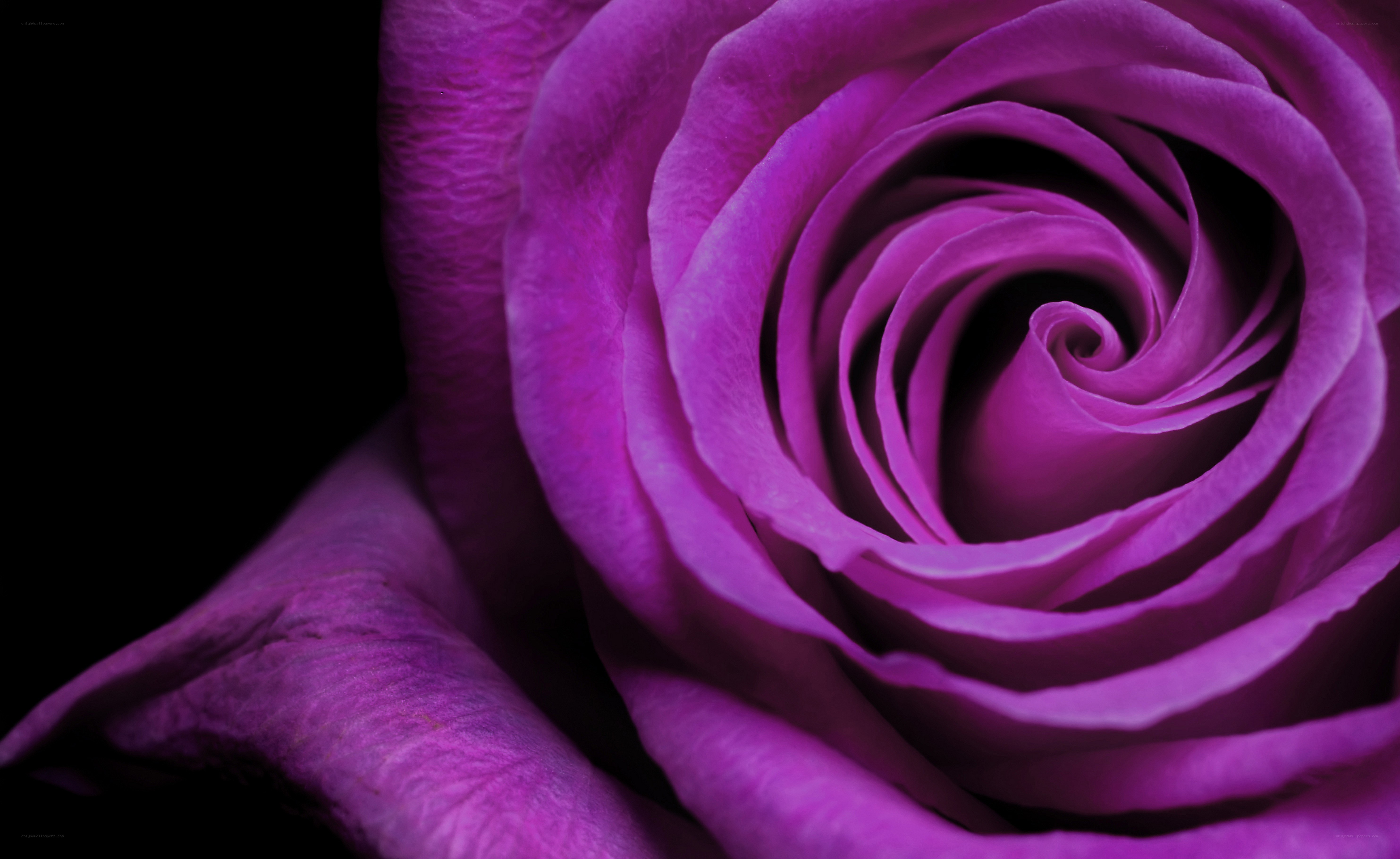 purple rose close-up