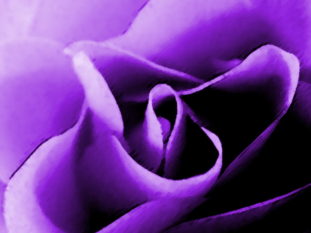 purple rose close-up